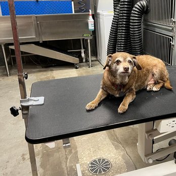 Hollywood Feed - Pet Stores Near Me - Dallas, Texas Hollywood Feed - Pet Stores Near Me - Dallas, Texas
