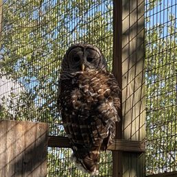 Barred owl (Leo) Barred owl (Leo)