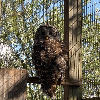 Florida Keys Wild Bird Sanctuary - Barred owl (Leo) - Animal Shelters Near Me - Tavernier, Florida Florida Keys Wild Bird Sanctuary - Barred owl (Leo) - Animal Shelters Near Me - Tavernier, Florida
