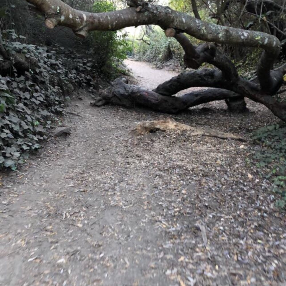 Glen Canyon Park - Cool tree - Parks Near Me - San Francisco, California Glen Canyon Park - Cool tree - Parks Near Me - San Francisco, California