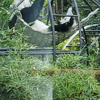 Zoológico de Chapultepec - Zoos Near Me - México, D.F., DIF Zoológico de Chapultepec - Zoos Near Me - México, D.F., DIF