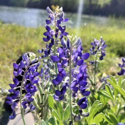 Beason's Crossing Park - TX State flower