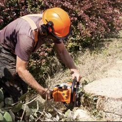 M & T Tree And Stump Removal