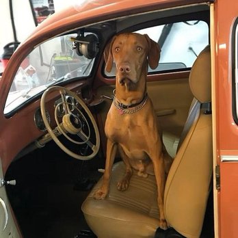 Rock'n Roz Vizslas - Pet Breeders Near Me - Ganado, Texas Rock'n Roz Vizslas - Pet Breeders Near Me - Ganado, Texas