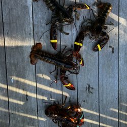 Edgewater Motel & Cottages - Fresh lobster