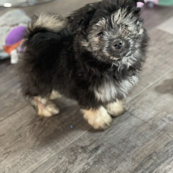Barb's Precious Pups - Matipoo mix - Pet Breeders Near Me - Las Vegas, Nevada Barb's Precious Pups - Matipoo mix - Pet Breeders Near Me - Las Vegas, Nevada