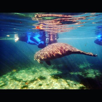 River Ventures - Tours Near Me - Crystal River, Florida River Ventures - Tours Near Me - Crystal River, Florida