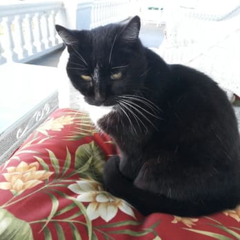 Mt Ada - Resident cat who lives on the outdoor terrace - Bed & Breakfast Near Me - Avalon, California Mt Ada - Resident cat who lives on the outdoor terrace - Bed & Breakfast Near Me - Avalon, California