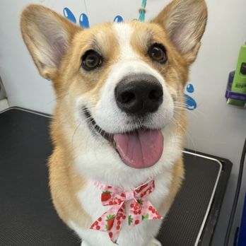 Fluffy Paws Grooming - My Corgi "Pandesal" - Pet Groomers Near Me Fluffy Paws Grooming - My Corgi "Pandesal" - Pet Groomers Near Me