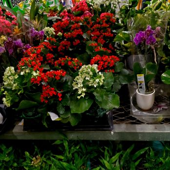 The Home Depot - Thinking Springtime thoughts - 1/31/2026 - Nurseries & Gardening Near Me - Yonkers, New York The Home Depot - Thinking Springtime thoughts - 1/31/2026 - Nurseries & Gardening Near Me - Yonkers, New York