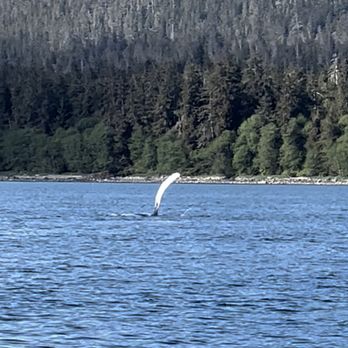 Alaska Luxury Tours - Waving hello - Whale Watching Tours Near Me