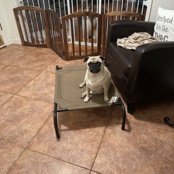 Strong Paws Pet Services - Her own little dog bed & chair - Pet Sitting Near Me Strong Paws Pet Services - Her own little dog bed & chair - Pet Sitting Near Me