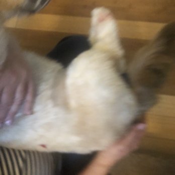 Puppy Style Pet Spa - Horrible place! They cut my dogs paws! - Pet Groomers Near Me - Chatsworth, California Puppy Style Pet Spa - Horrible place! They cut my dogs paws! - Pet Groomers Near Me - Chatsworth, California