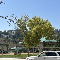 Silver Lake Dog Park
