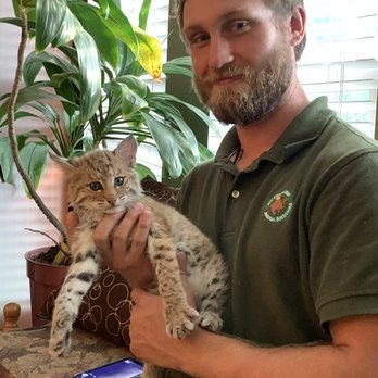 All Creatures Wildlife Services - Sometimes we get calls for strange species like this orphaned bobcat kitten. - Wildlife Control Near Me
