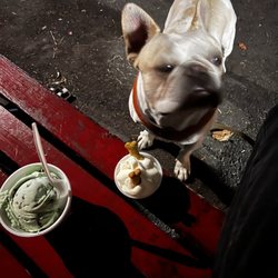Gravity Ice Cream - Pup cup