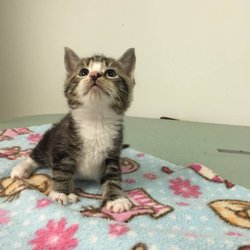 Taunton Cat Hospital
