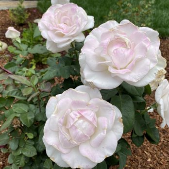 Red Roots Landscape - Roses in the rose garden - Landscaping Near Me - San Martin, California