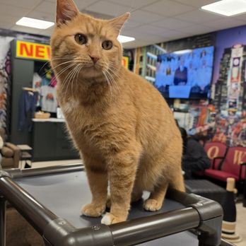 MeowTown Cat Lounge - Pet Adoption Near Me - McLean, Virginia