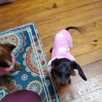 Southside Animal Hospital - Veterinarians Near Me - Crestview, Florida Southside Animal Hospital - Veterinarians Near Me - Crestview, Florida