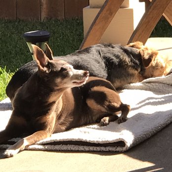 Georgetown Veterinary Hospital - Early morning sunbathing..... - Veterinarians Near Me - Georgetown, Texas