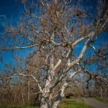 Sycamore Grove Park - towering trees along paved path - Parks Near Me - Livermore, California Sycamore Grove Park - towering trees along paved path - Parks Near Me - Livermore, California