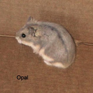 Campbell's Dwarf Hamsters - Campbell's dwarf hamsters are always available. We have almost all of the colors that they come in.
My dwarf are all descendants of my show animals, and are bred not to bite. Biting the judge is a disqualification, so I keep the nice ones for showing and breeding and that is how I get more nice ones. It is all in the breeding. This is what sets my dwarf hamsters apart from the big chain pet stores. Campbell's Dwarf Hamsters - Campbell's dwarf hamsters are always available. We have almost all of the colors that they come in.
My dwarf are all descendants of my show animals, and are bred not to bite. Biting the judge is a disqualification, so I keep the nice ones for showing and breeding and that is how I get more nice ones. It is all in the breeding. This is what sets my dwarf hamsters apart from the big chain pet stores.