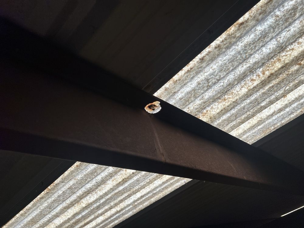 Slide of Paws and Build Construction