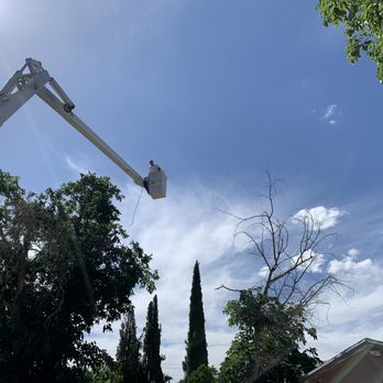 Bradfords Tree Services - During - Tree Services Near Me