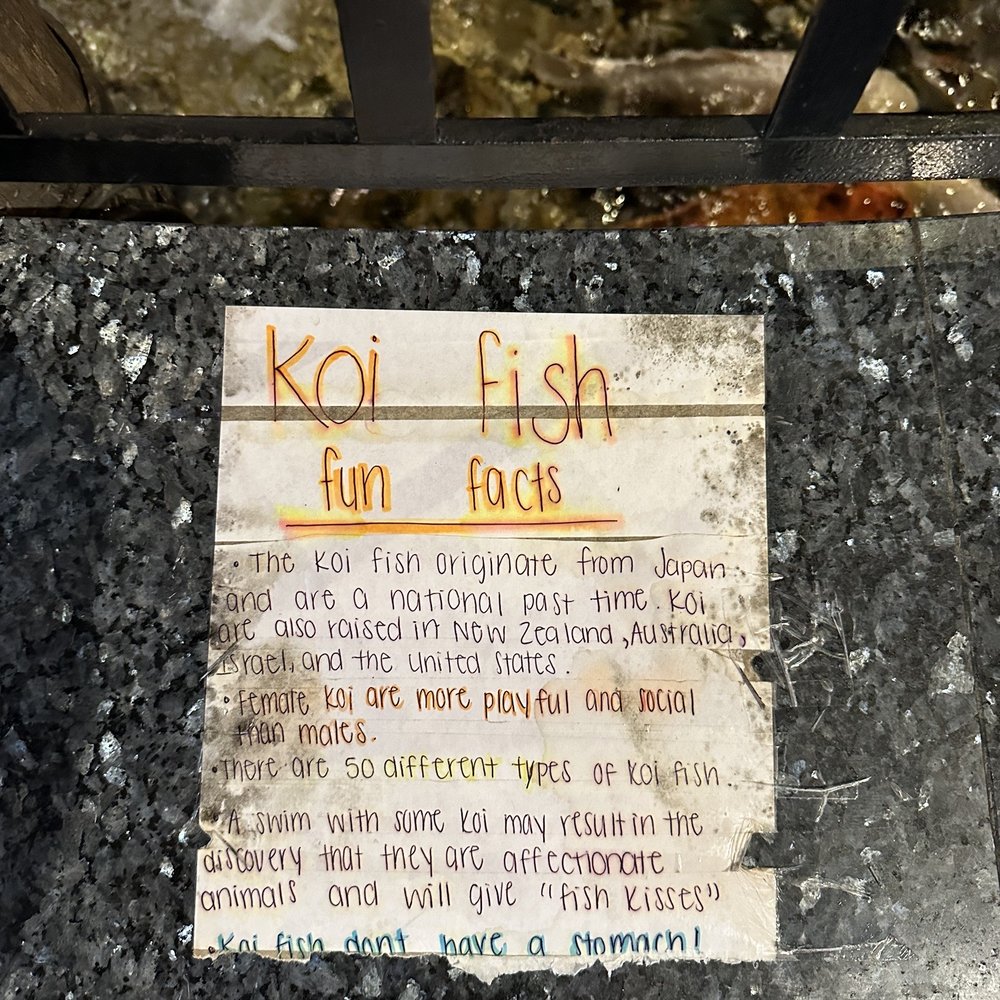 Koywan Hibachi Buffet - Koi fish fun facts - Buffets Near Me - Altamonte Springs, Florida Koywan Hibachi Buffet - Koi fish fun facts - Buffets Near Me - Altamonte Springs, Florida