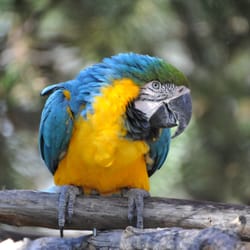 Bramble Park Zoo