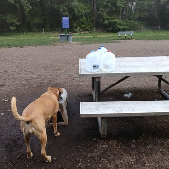 Shoreview Off Leash Park - Always plenty of water! - Dog Parks Near Me - Seattle, Washington