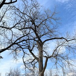 Broadway Dog Park - Nice big trees