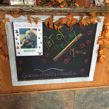 VCA A Plus Animal Hospital - They really go above and beyond to make you and your pets feel at home. :) - Veterinarians Near Me - Reno, Nevada VCA A Plus Animal Hospital - They really go above and beyond to make you and your pets feel at home. :) - Veterinarians Near Me - Reno, Nevada