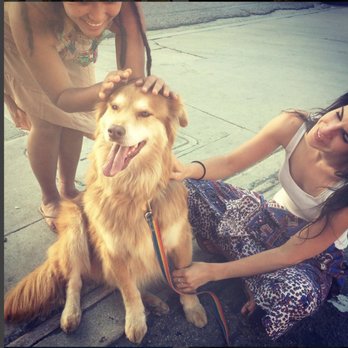 Pooch Pawlor Spa - The ladies are all over Poncho after her Feather Farrah cut from Pooch Pawlor! - Pet Groomers Near Me - Glendale, California Pooch Pawlor Spa - The ladies are all over Poncho after her Feather Farrah cut from Pooch Pawlor! - Pet Groomers Near Me - Glendale, California