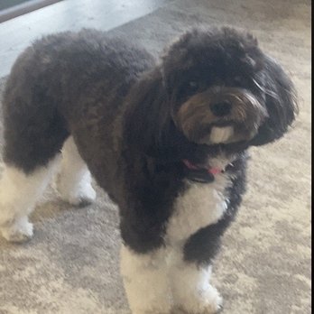 Fallbrook's Paradise Pet Spa - Penny Lane! - Pet Groomers Near Me - Fallbrook, California