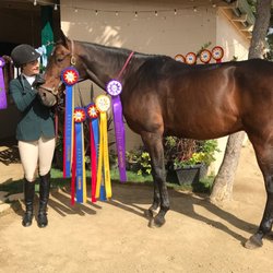 Jasmin Stair Stables - GSDHJA Champ Show 2017 with JSS & Tudor Style, leased at Jasmin Stair Stables