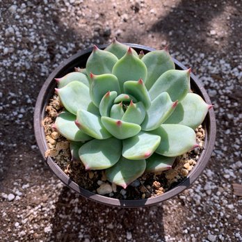 Succulents Box - Nurseries & Gardening Near Me - Silverado, California