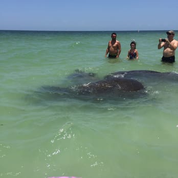 Clearwater Beach - A photo of the manatees that swam up one morning while we was swimming ... - Beaches Near Me