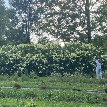 The Marmalade Lily - Hydrangeas! - Botanical Gardens Near Me - Loveland, Ohio