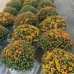 B & C Irrigation Systems
