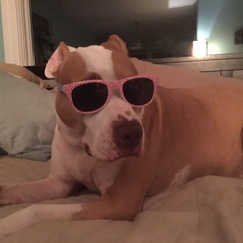 Canine Karma Training - My futures so bright, I gotta wear shades. - Pet Training Near Me Canine Karma Training - My futures so bright, I gotta wear shades. - Pet Training Near Me