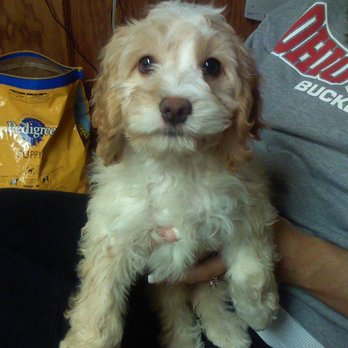 All Tails R Waggin - Miss Alabama adopted and rescued with the help of All tails are waggin - Pet Training Near Me - Pataskala, Ohio