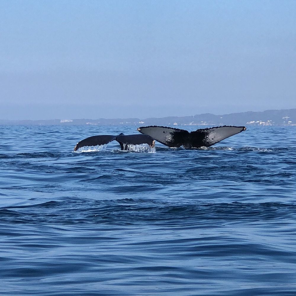 Wildlife Connection - Tours Near Me - Puerto Vallarta, JAL Wildlife Connection - Tours Near Me - Puerto Vallarta, JAL