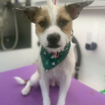 The Noble Dogs - New member of the family - Pet Training Near Me - San Diego, California The Noble Dogs - New member of the family - Pet Training Near Me - San Diego, California