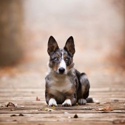 Pixpup Photography