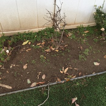 Angel's Gardening Services - More weeds. Refused to pull until weeds dead. - Gardeners Near Me - Pasadena, California Angel's Gardening Services - More weeds. Refused to pull until weeds dead. - Gardeners Near Me - Pasadena, California