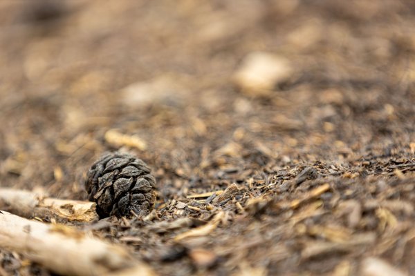 Calaveras Big Trees State Park by null