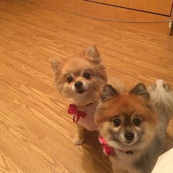 Class Act Grooming - Class act make my dogs look great - Pet Groomers Near Me - Port Charlotte, Florida Class Act Grooming - Class act make my dogs look great - Pet Groomers Near Me - Port Charlotte, Florida