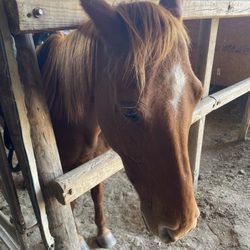 Heritage Hill Equestrian Center